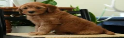 Mini Goldendoodle dogs for sale: Rio - Ad 7