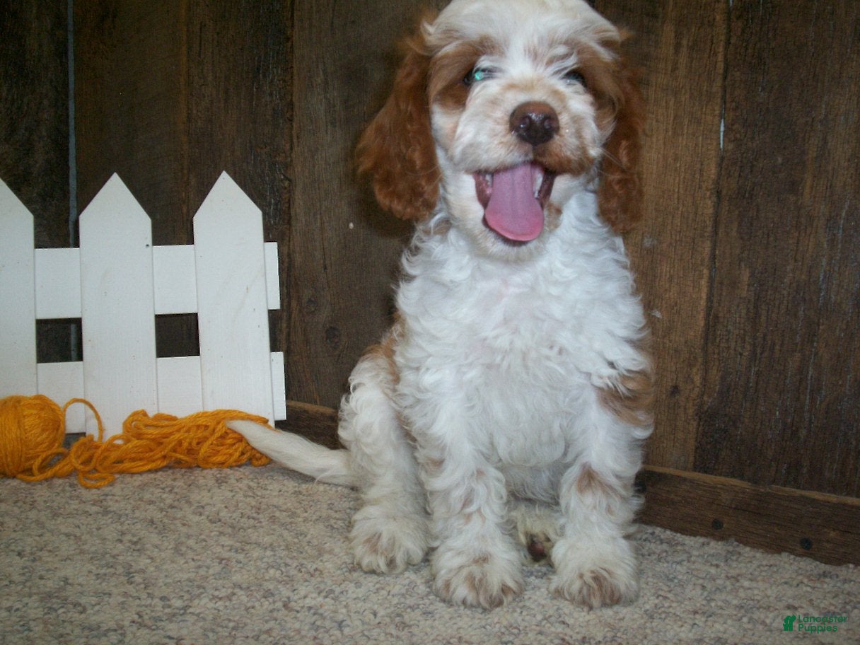 Cavapoo dogs Buzz - Ad 1