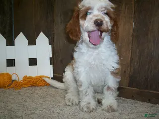 Cavapoo dogs for sale: Buzz - Ad 2