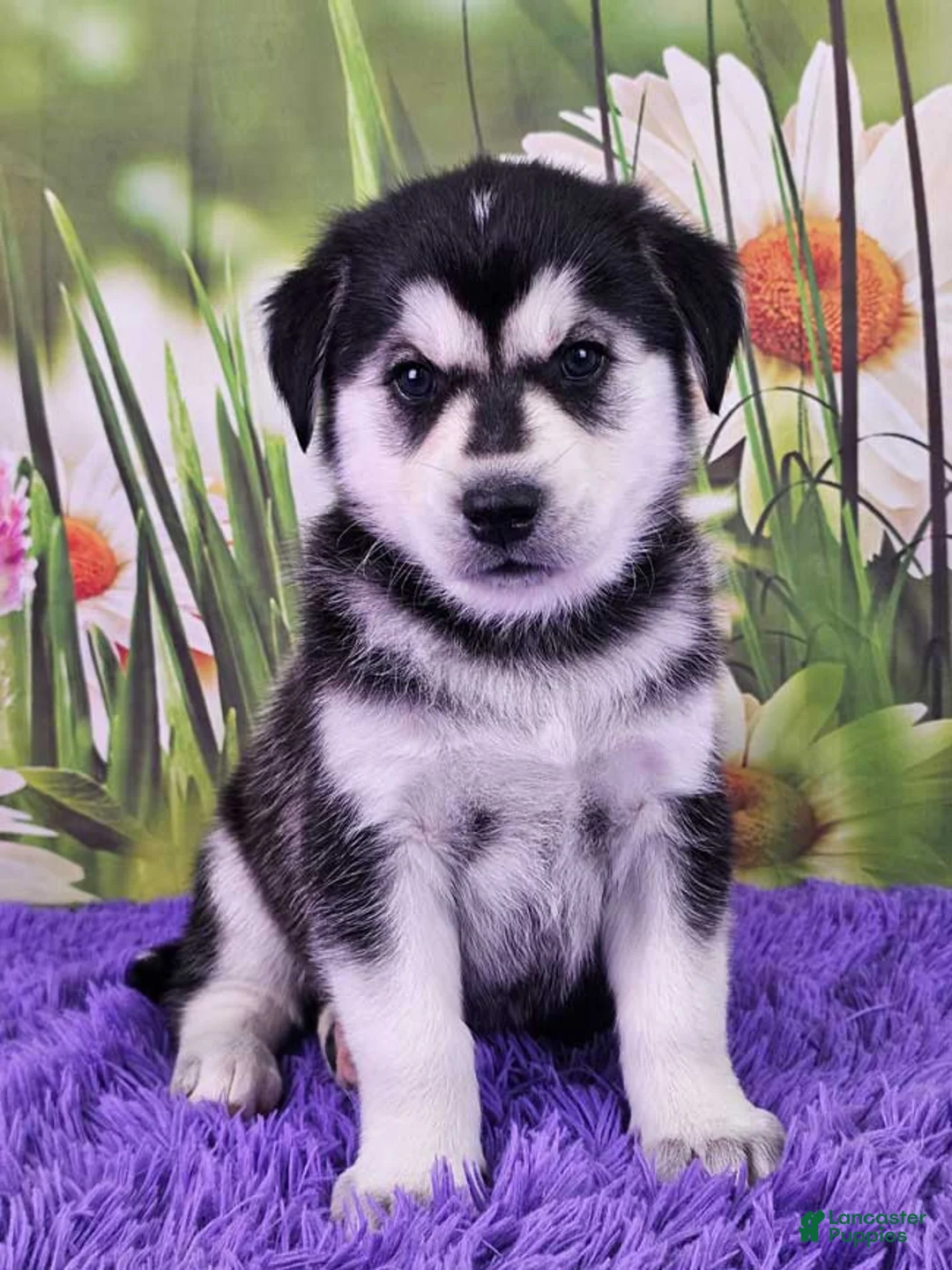 Goberian dogs for sale: Wynona - Ad 1