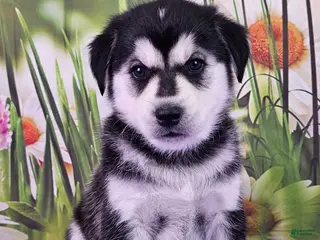 Goberian dogs Wynona - Ad 17