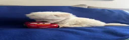 Maltese dogs for sale: Rocky - Ad 27