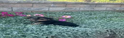 Shorkie dogs for sale: Alice - Ad 3