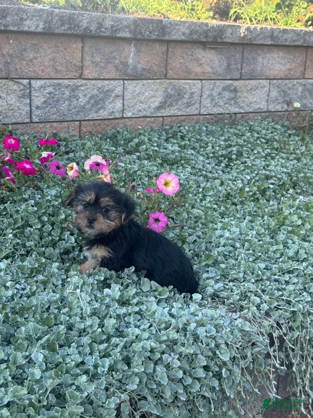 Shorkie dogs for sale: Alice - Ad 3