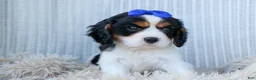 Cavalier King Charles Spaniel dogs for sale: Walker 🩵 - Ad 14