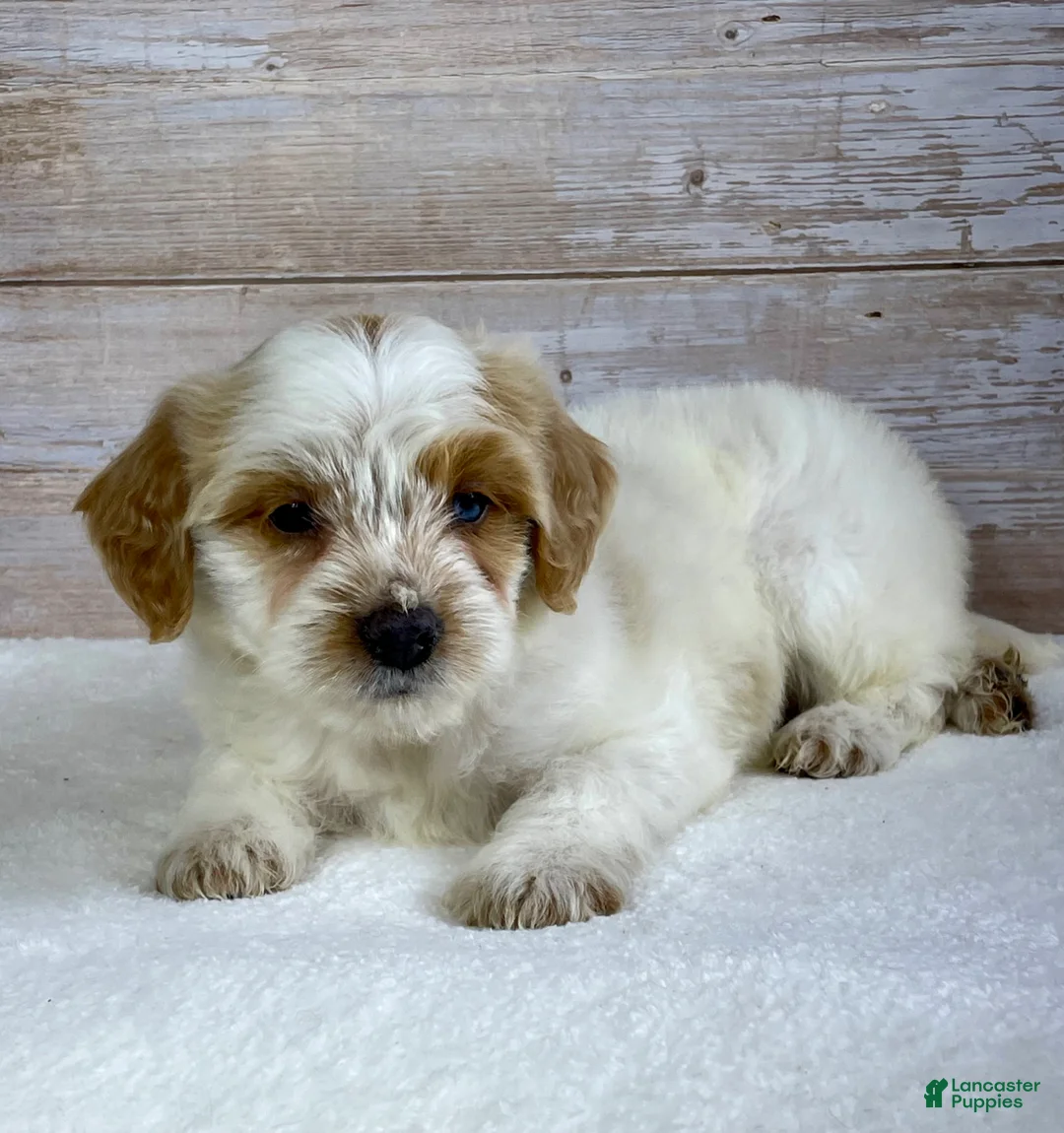 Bernedoodle dogs for sale: Patch - Ad 5