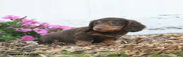 Miniature Dachshund dogs for sale: Ronald - Ad 5