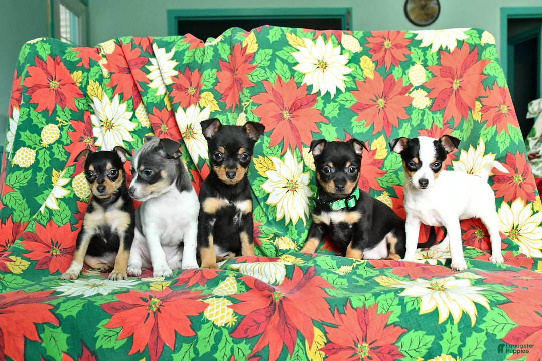 Chihuahua dogs for sale: Maple   - Ad 5