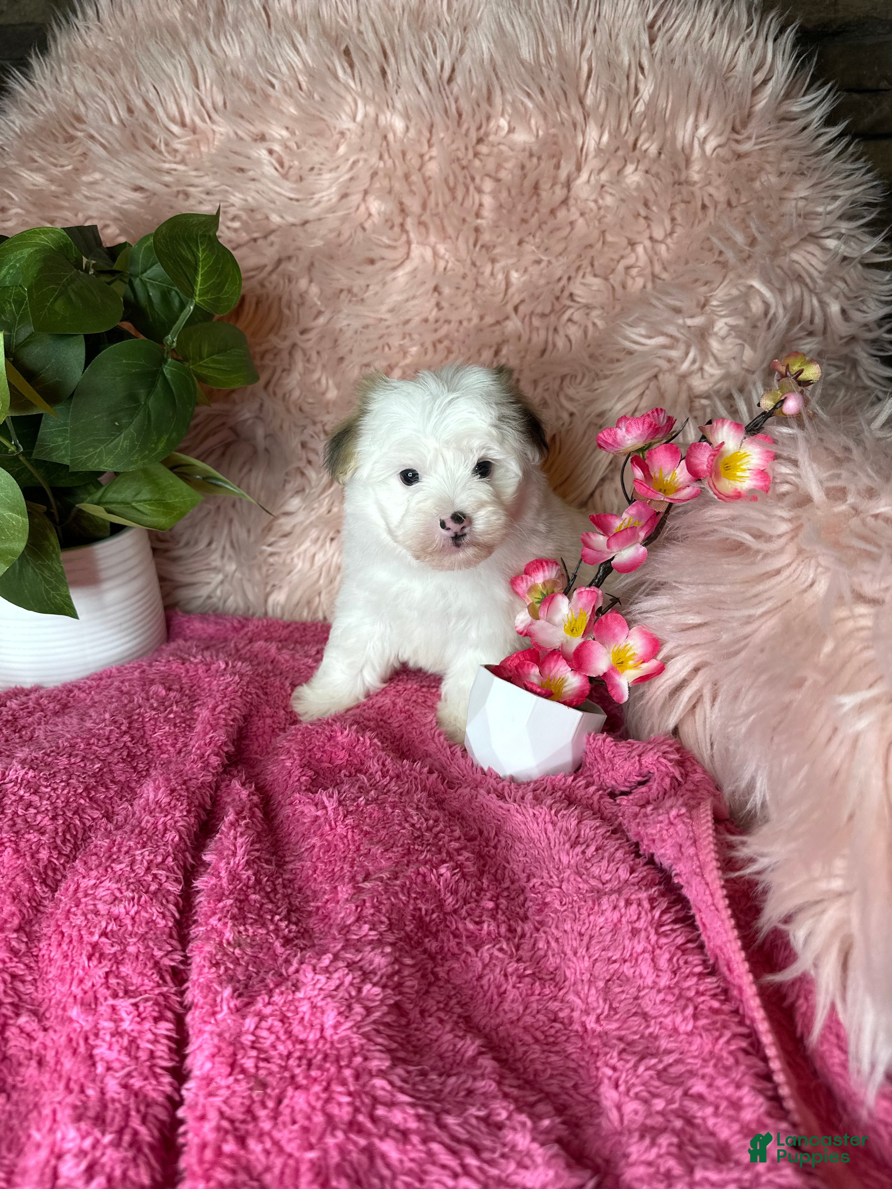 Morkie dogs for sale: Sissy - Ad 4