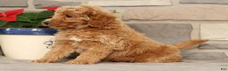 Mini Goldendoodle dogs for sale: Edgar - Ad 7