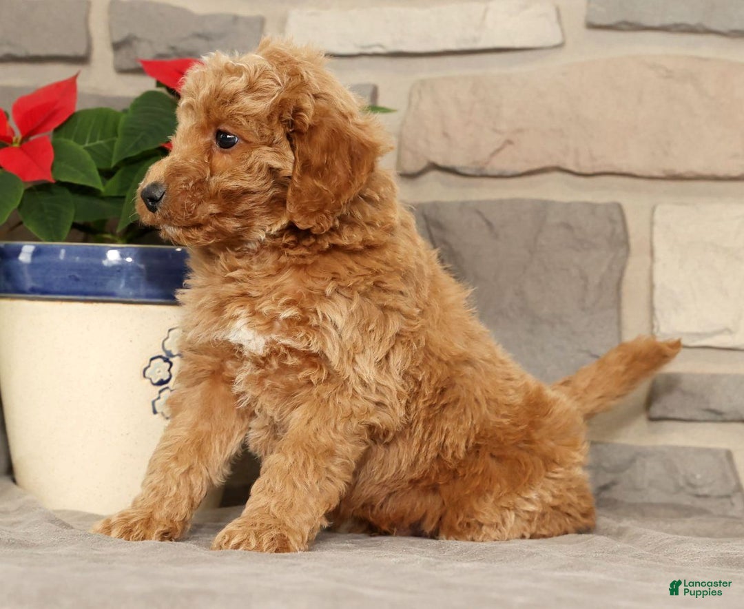 Mini Goldendoodle dogs for sale: Edgar - Ad 7