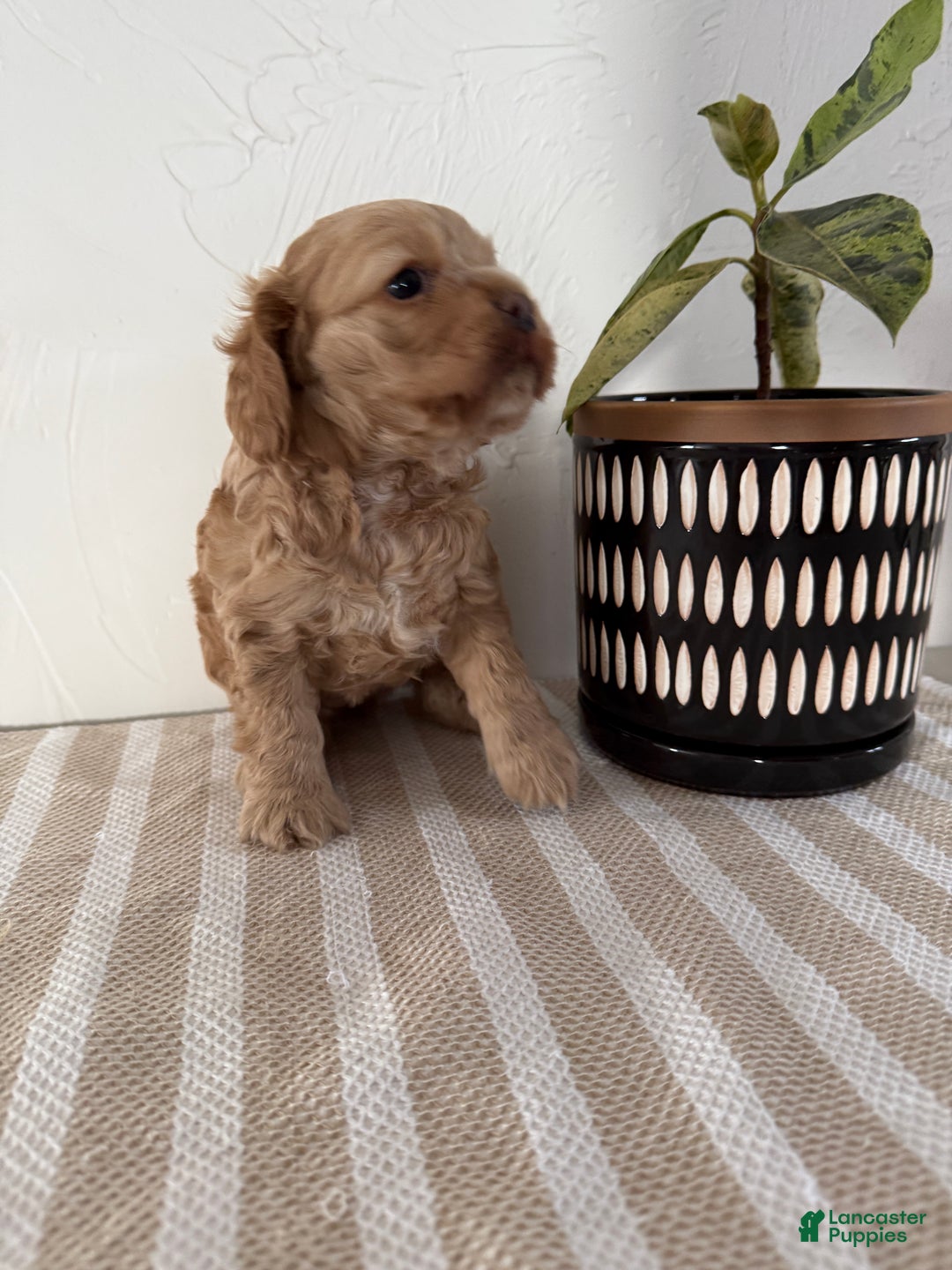Cocker Spaniel dogs for sale: Daisy - Ad 7