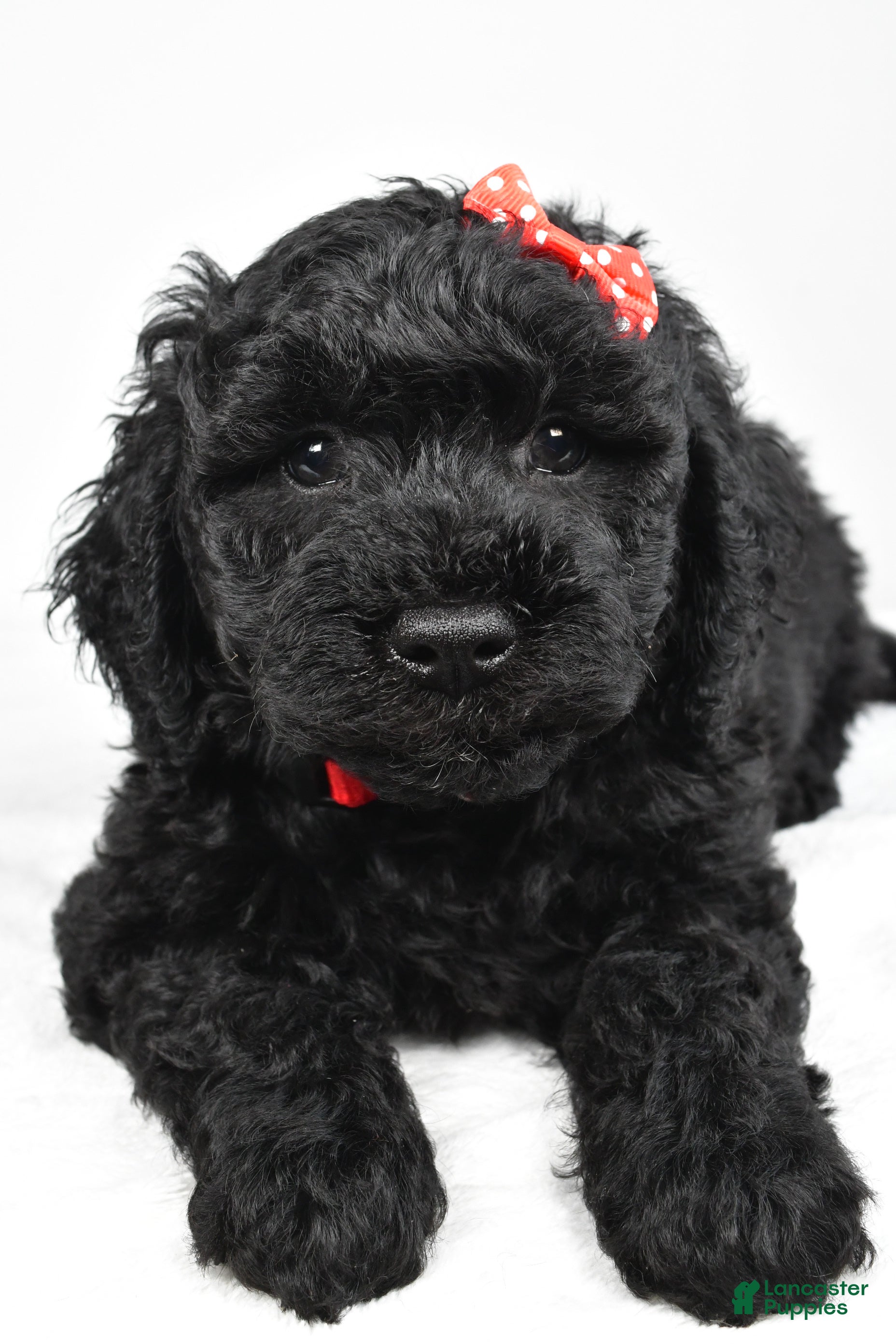 Mini Goldendoodle dogs Nash - Ad 1