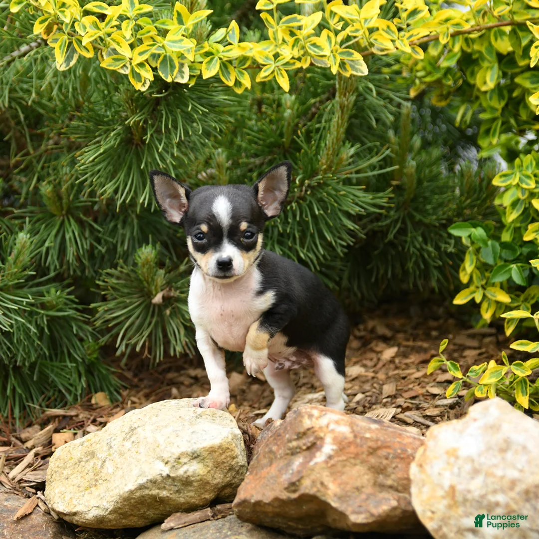 Chihuahua dogs for sale: Chase - Ad 3