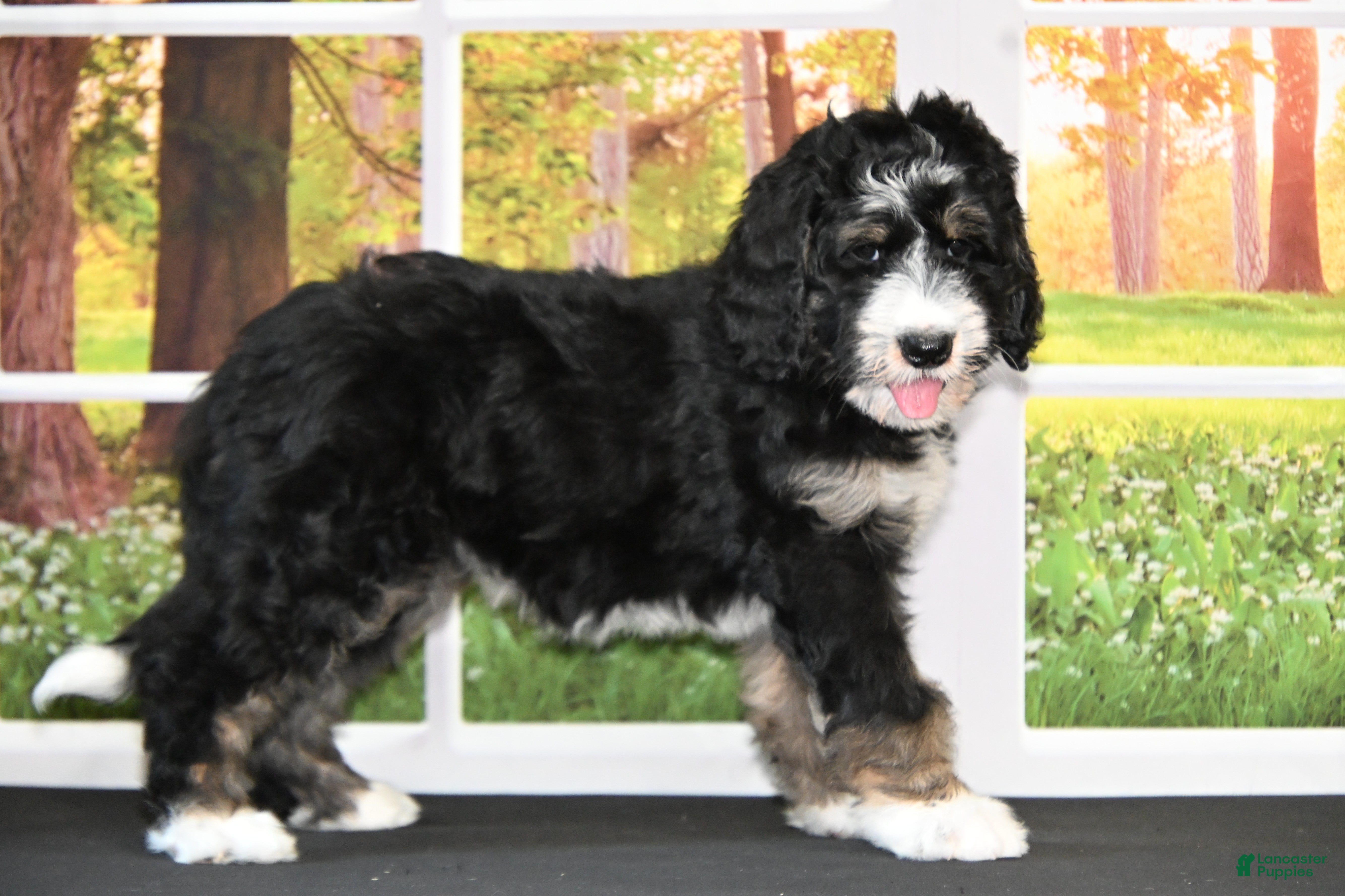 Bernedoodle dogs for sale: Bambi - Ad 12