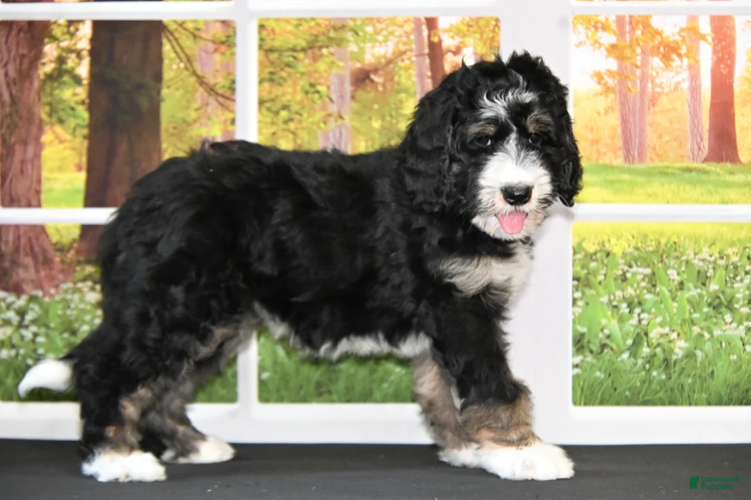 Bernedoodle dogs for sale: Bambi - Ad 1