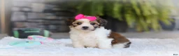 Cavachon dogs for sale: Aspen - Ad 3