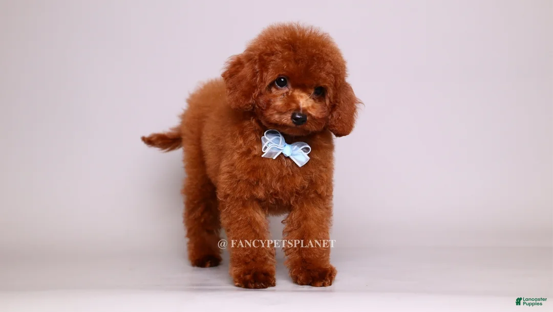 Toy Poodle dogs for sale: VISITA PER FORTUNA SHAX - Ad 1