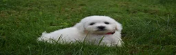Bichon Frise dogs for sale: Tucker 🦴 - Ad 4