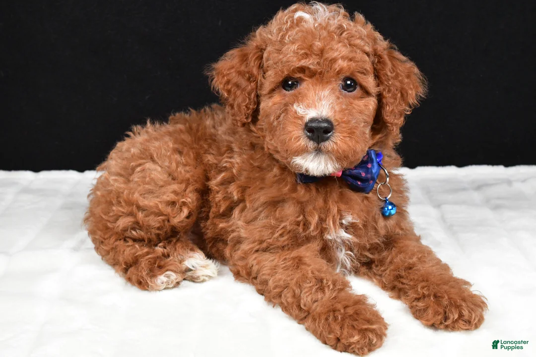Miniature Poodle dogs for sale: Snoopy - Ad 1