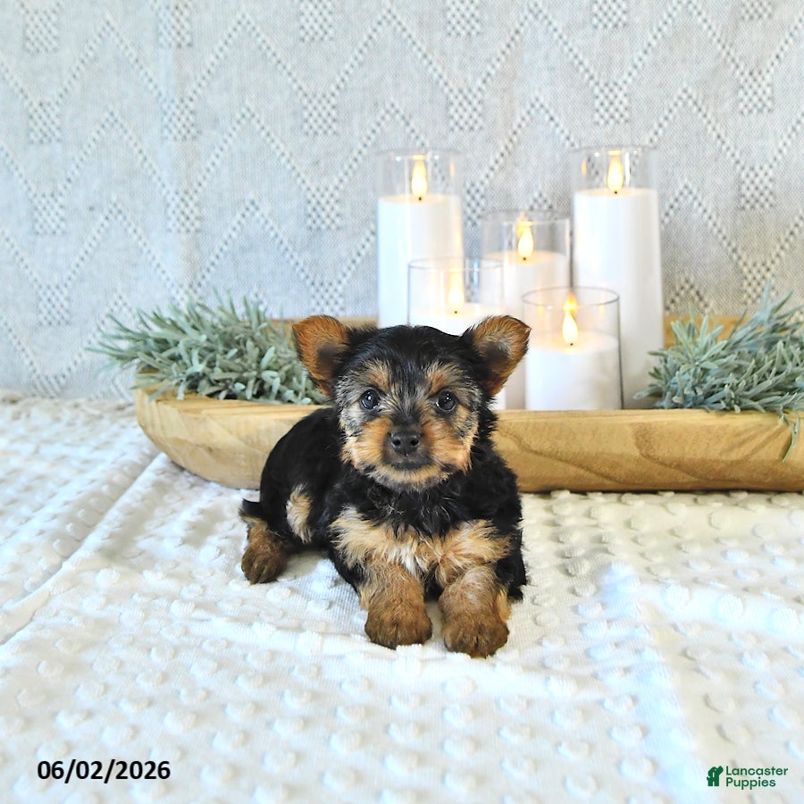 Yorkshire Terrier dogs Bella   - Ad 1