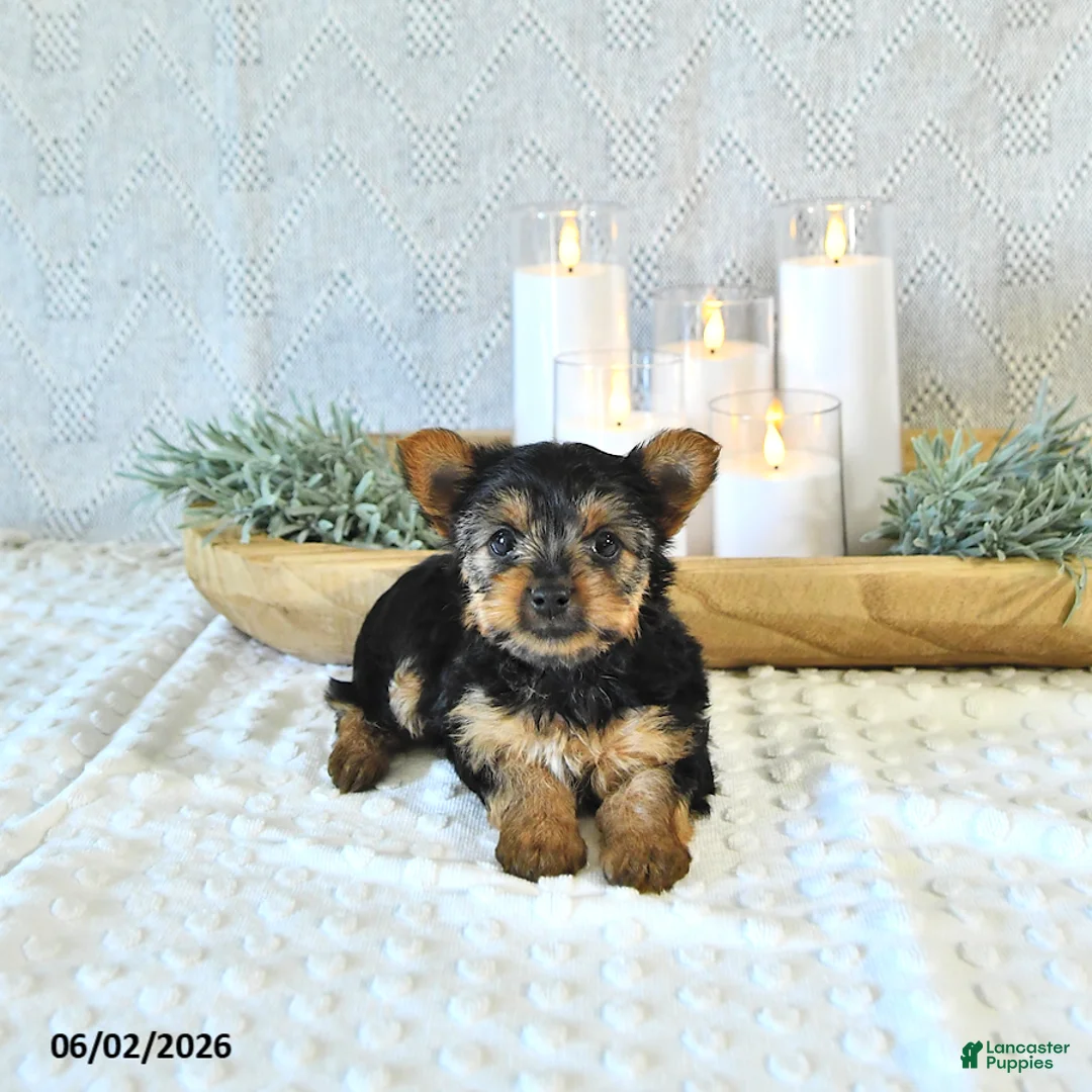 Yorkshire Terrier dogs for sale: Bella   - Ad 1