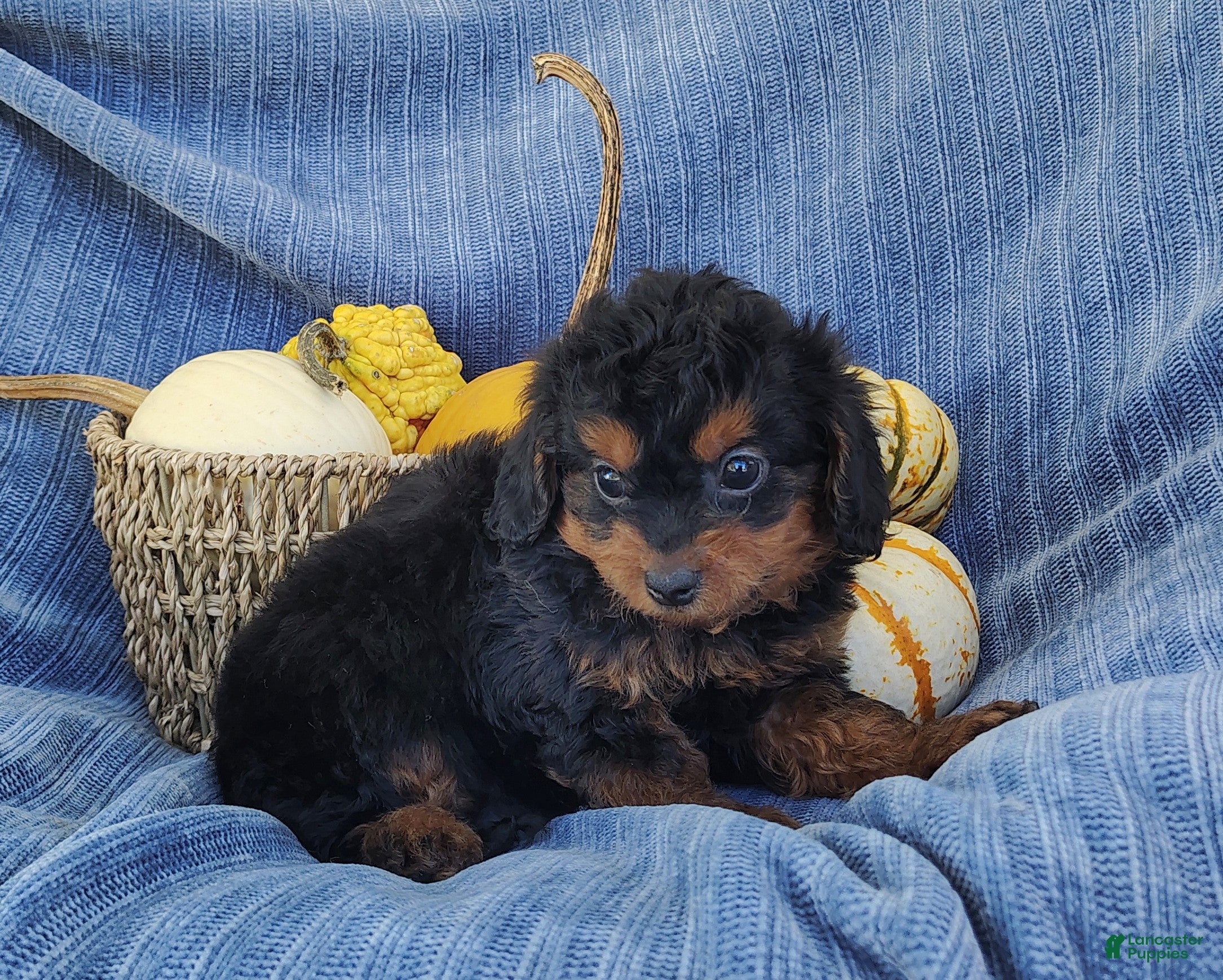 Mixed Breed dogs for sale: Snoopy  - Ad 1