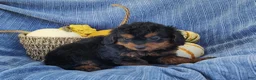 Mixed Breed dogs for sale: Snoopy  - Ad 3