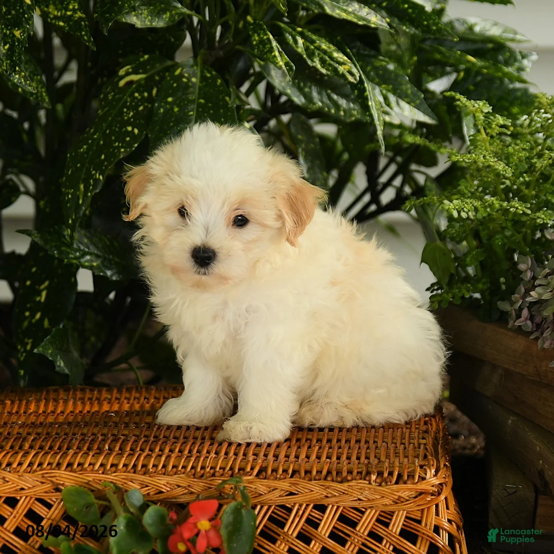 Maltipoo dogs for sale: Pete - Ad 1