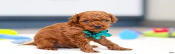 Toy Poodle dogs for sale: Turner - Ad 4