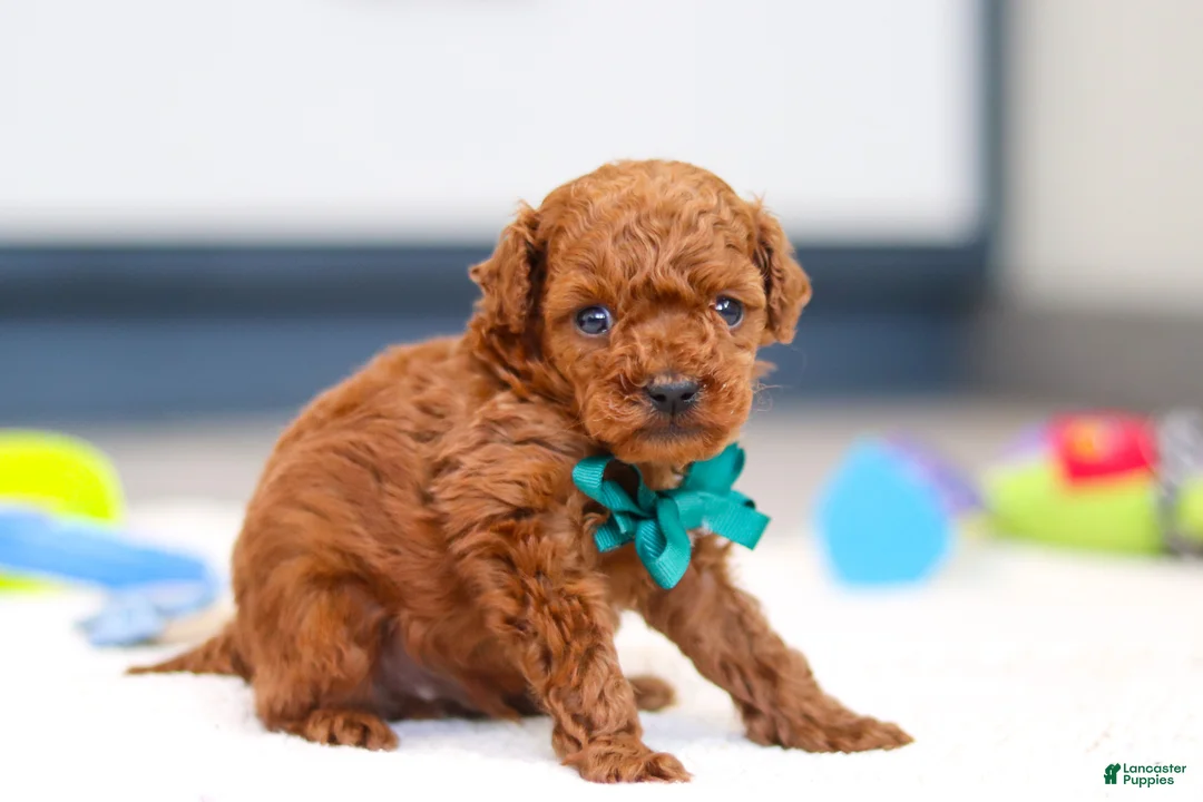 Toy Poodle dogs for sale: Turner - Ad 4
