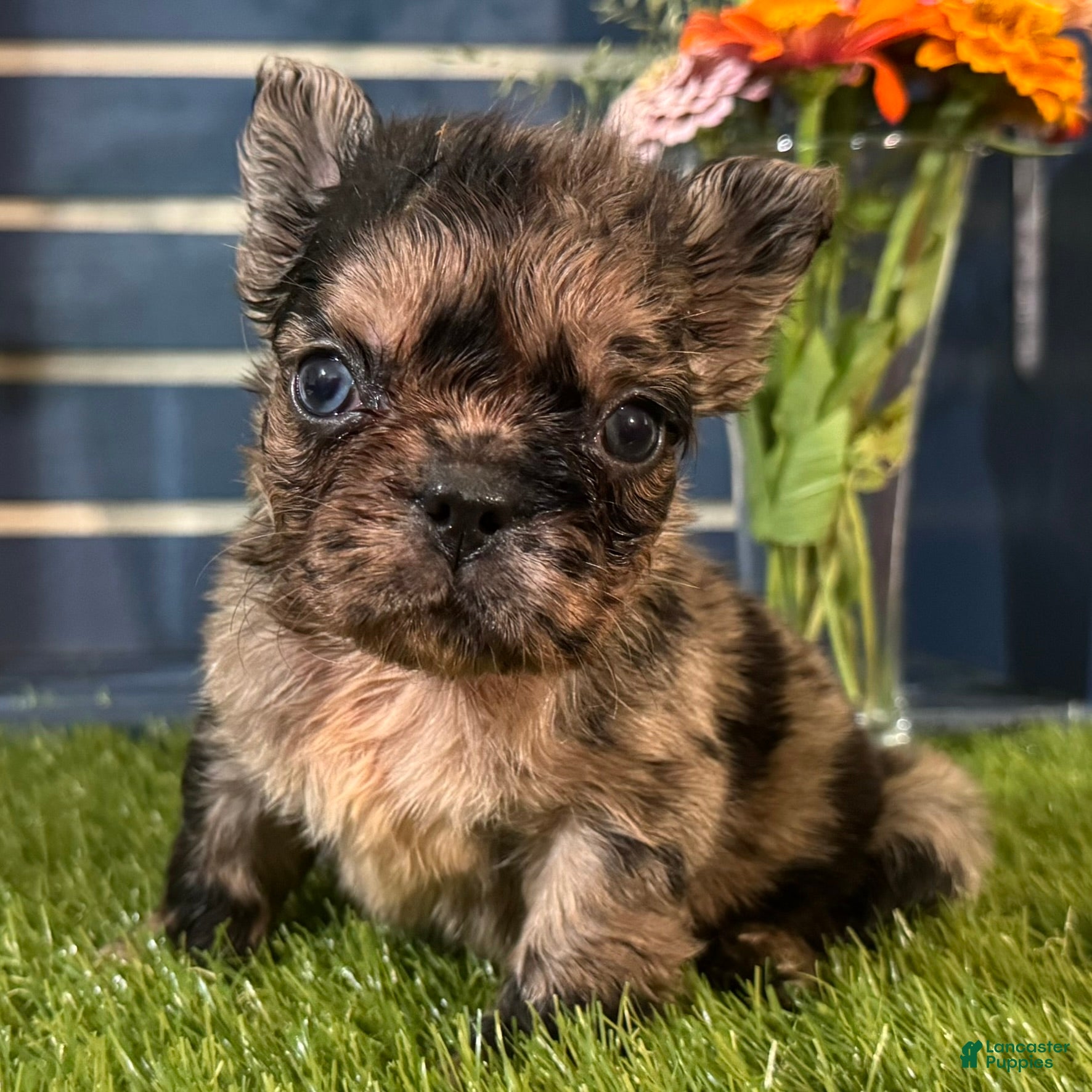 French Bulldog dogs Harper - Ad 2