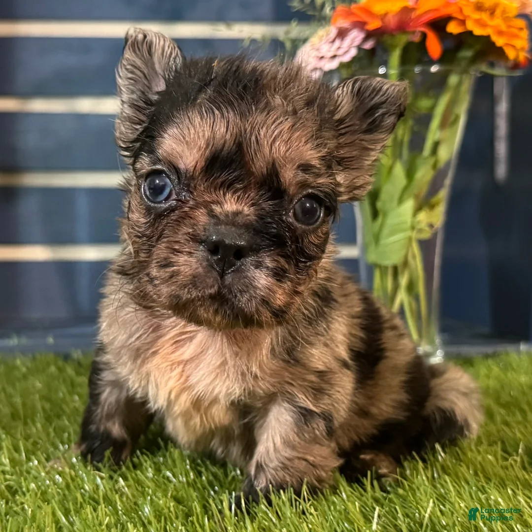 French Bulldog dogs for sale: Harper - Ad 2