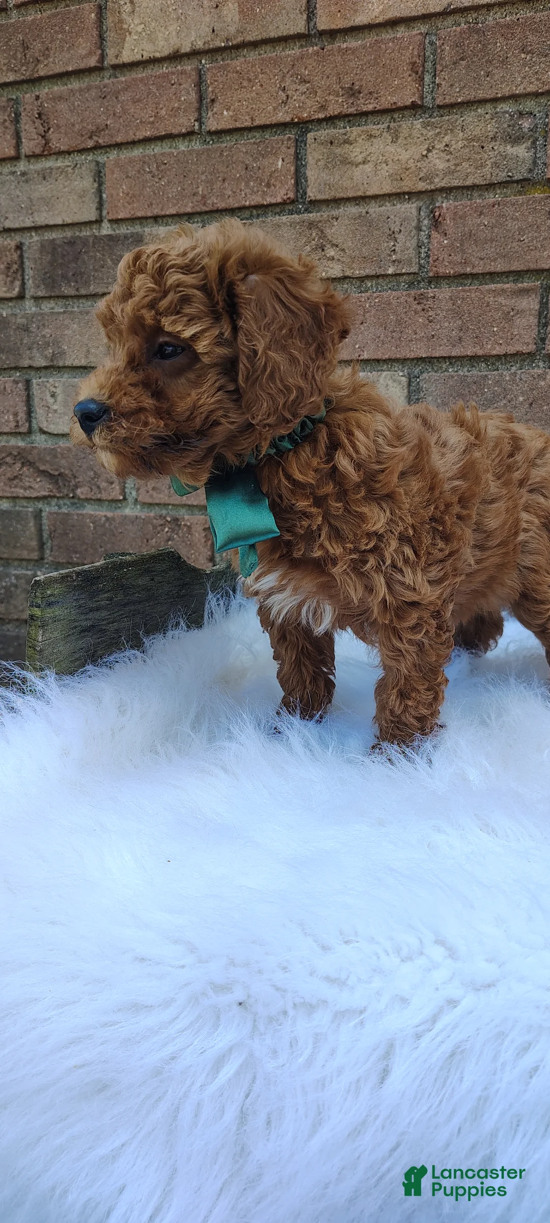 Mini Goldendoodle dogs for sale: Mary  - Ad 7