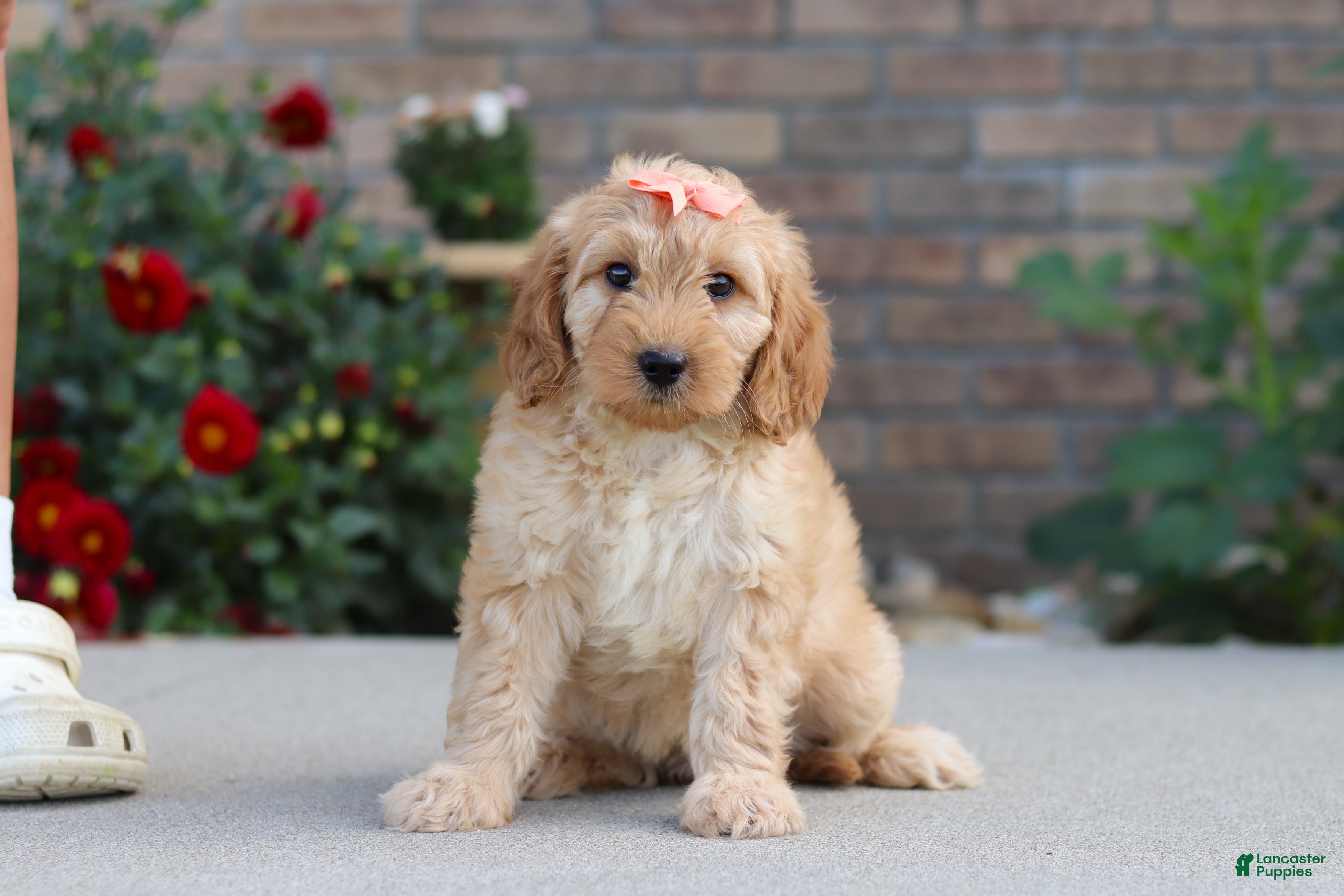 Miniature Labradoodle dogs for sale: Jade - Ad 1