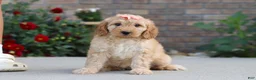 Miniature Labradoodle dogs for sale: Jade - Ad 1