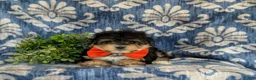 Morkie dogs for sale: Rafe 6 lbs Full Grown - Ad 6