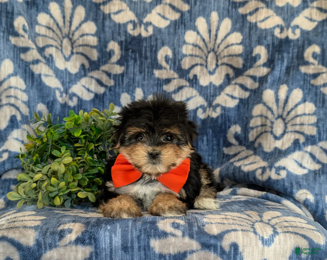 Morkie dogs for sale: Rafe 6 lbs Full Grown - Ad 6
