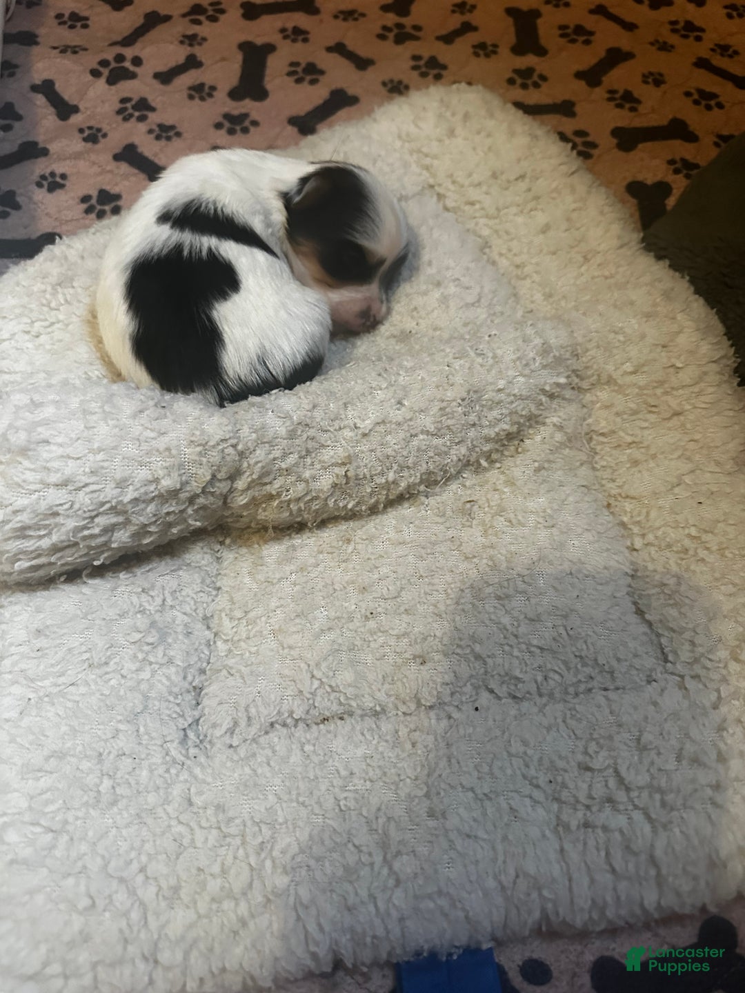 Yorkshire Terrier dogs for sale: AKC Nimbus  - Ad 12