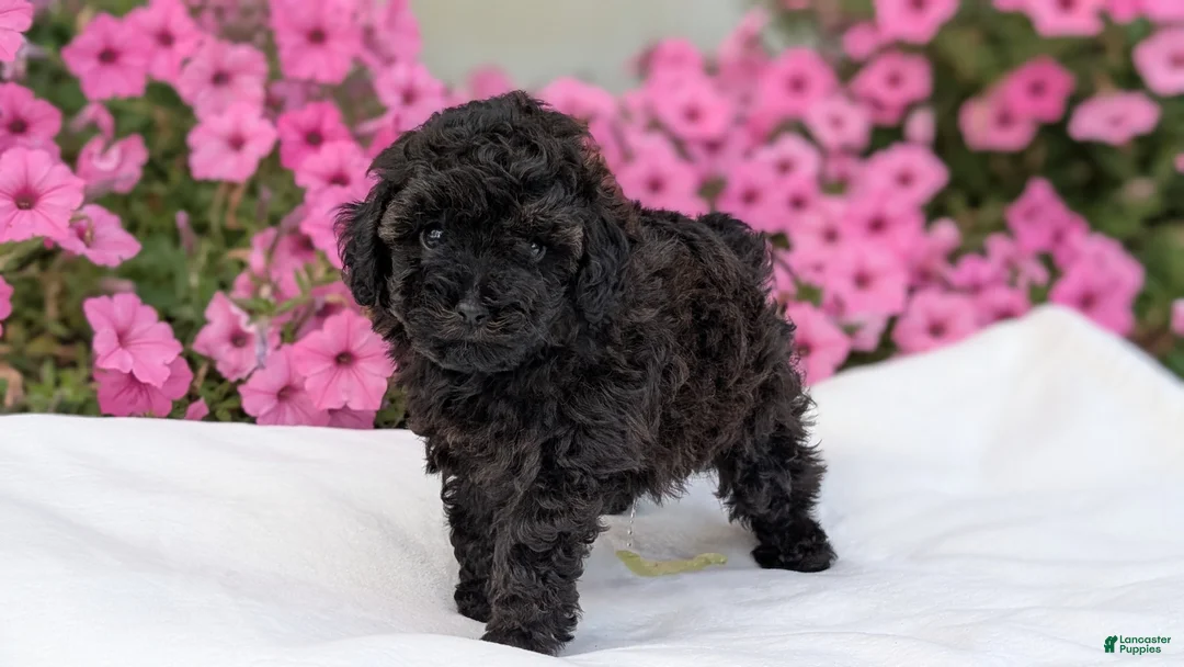 Toy Poodle dogs for sale: Carter - Ad 2