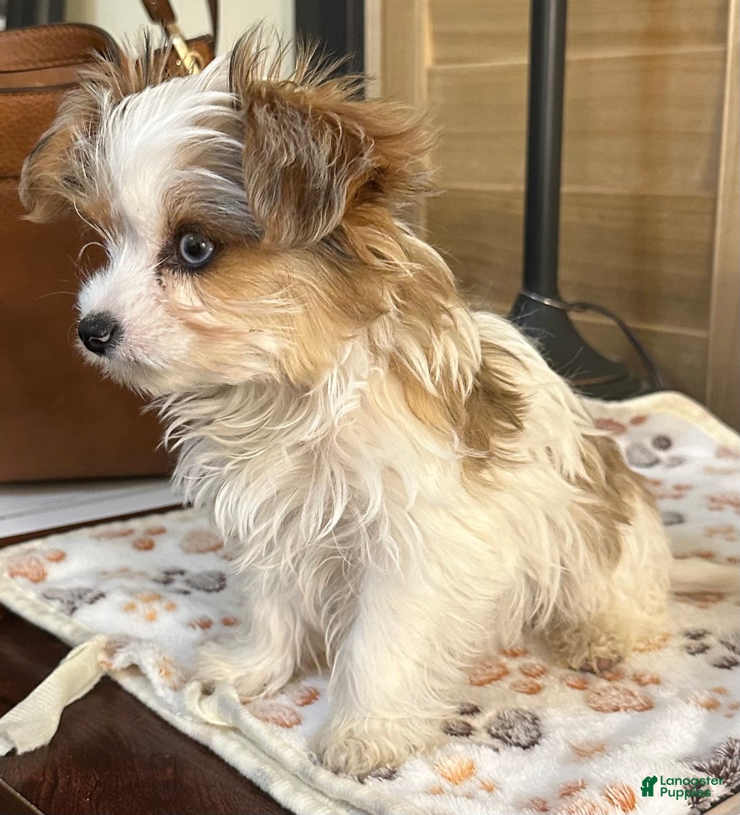 Yorkshire Terrier dogs for sale: Yorkshire Terrier Puppy 1 - Ad 4
