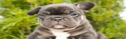 French Bulldog dogs for sale: Truffle - Ad 6