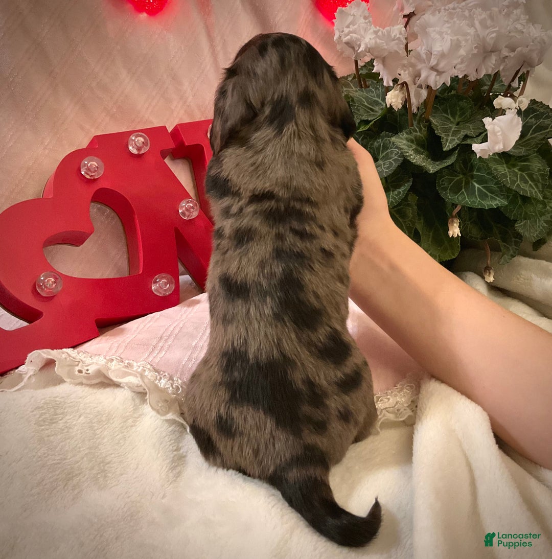 Miniature Dachshund dogs for sale: LuvBug - Ad 6