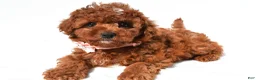 Cavapoo dogs for sale: Annabell - Ad 2