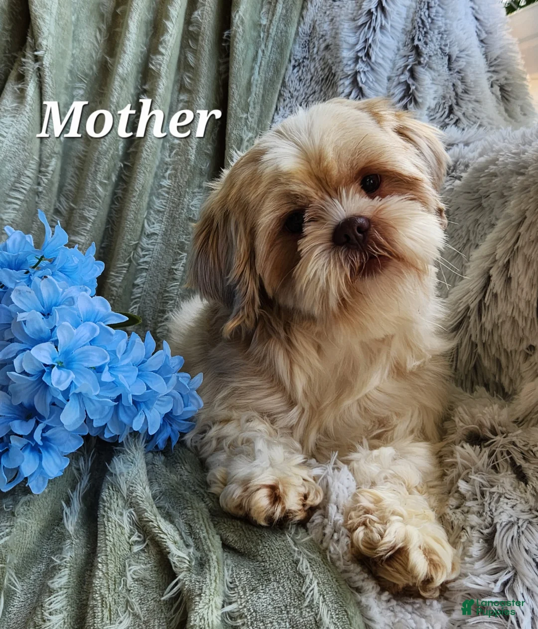 Shihpoo dogs for sale: Marshmallow - Ad 17