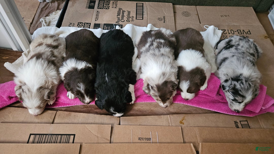 Border Collie dogs for sale: Border Collie Puppy 2 - Red Merle - Ad 8