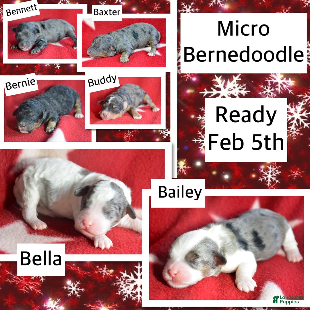 Mini Bernedoodle dogs for sale: Micro Bernedoodle Puppy 3 Bernie - Ad 2