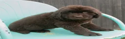 Newfoundland dogs for sale: Amber - Ad 6