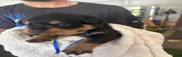 Rottweiler dogs for sale: Rottweiler 2 AKC REGISTERED  - Ad 12