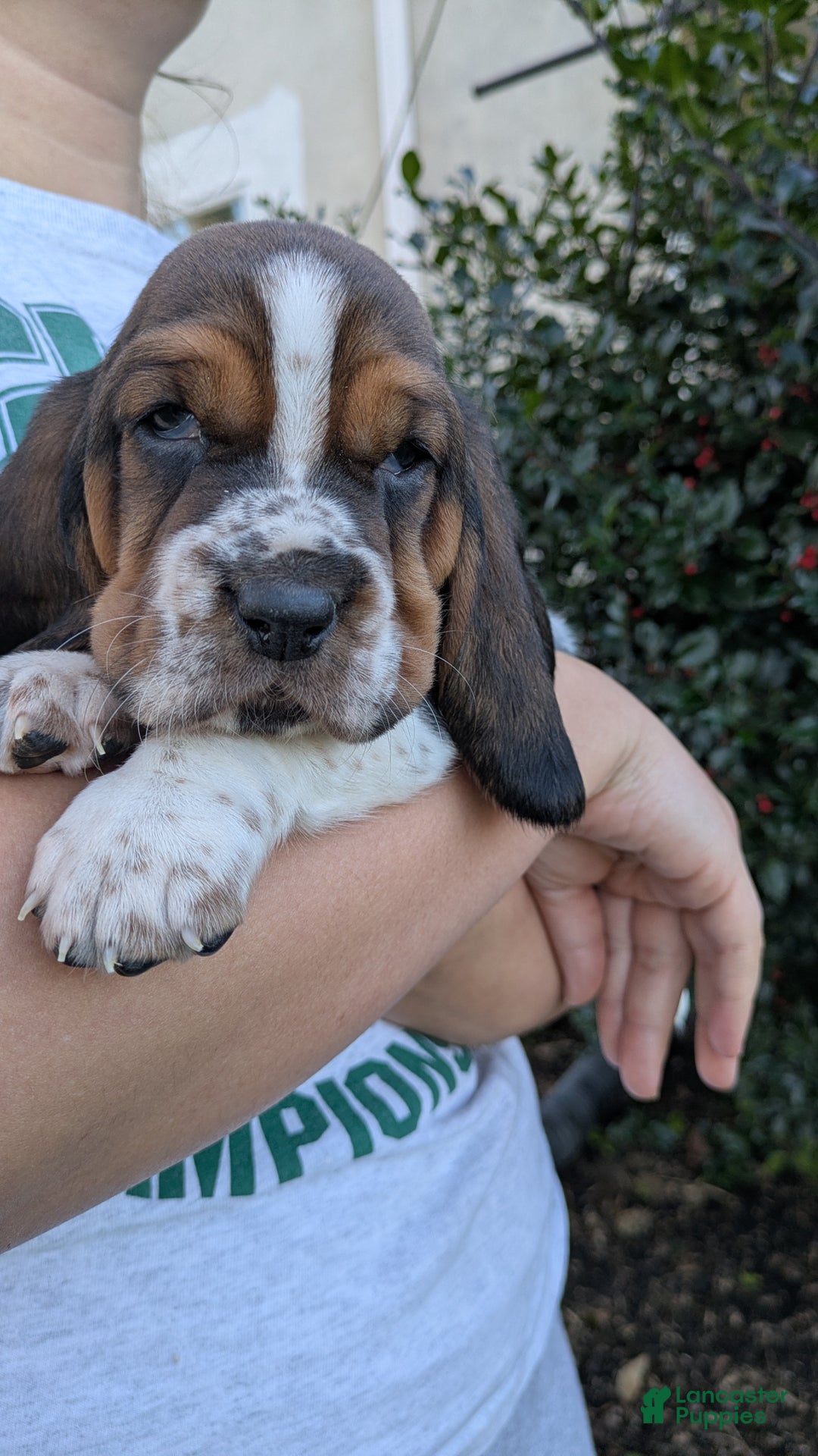 Basset Hound dogs for sale: Sondra - Ad 1